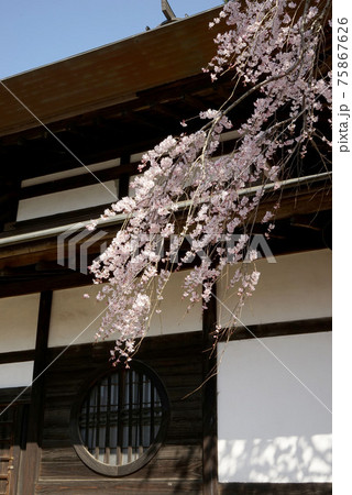 紅枝垂れ桜 75867626