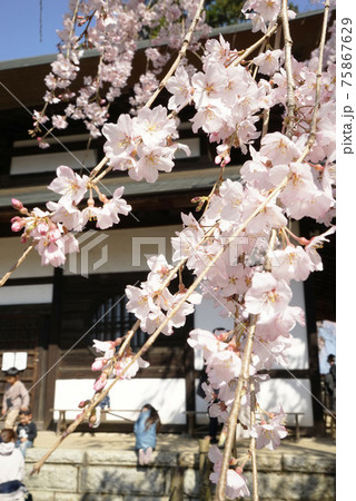 紅枝垂れ桜 紅枝垂れ桜 75867629