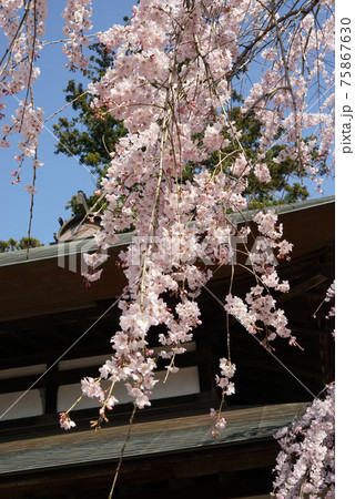 紅枝垂れ桜 紅枝垂れ桜 75867630