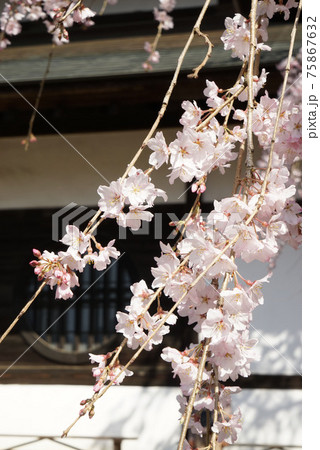 紅枝垂れ桜 75867632