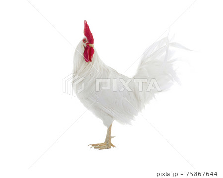 walking rooster isolated on white background walking rooster isolated on white background 75867644
