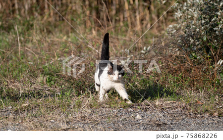 歩く猫 75868226