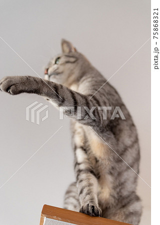 猫パンチ サバトラ猫 猫パンチ サバトラ猫 75868321
