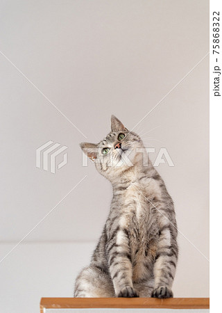首を傾げる猫 サバトラ猫 首を傾げる猫 サバトラ猫 75868322