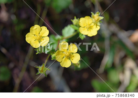 キジムシロの花 75868340