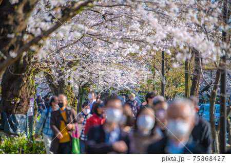 日本の東京都市景観　解除（緊急事態宣言解除3日目）。コロナ禍でも多くの花見客が…＝24日、千鳥ヶ淵 75868427
