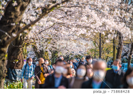 日本の東京都市景観　解除（緊急事態宣言解除3日目）。コロナ禍でも多くの花見客が…＝24日、千鳥ヶ淵 75868428