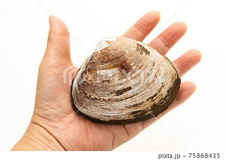 手で持った生のホッキ貝 手で持った生のホッキ貝 75868435