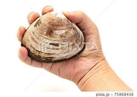 手で持った生のホッキ貝 75868436