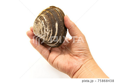 手で持った生のホッキ貝 手で持った生のホッキ貝 75868438