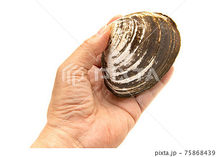 手で持った生のホッキ貝 75868439