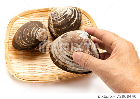 手で持った生のホッキ貝 75868440