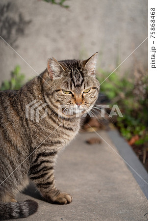 見つめる猫 見つめる猫 75868468