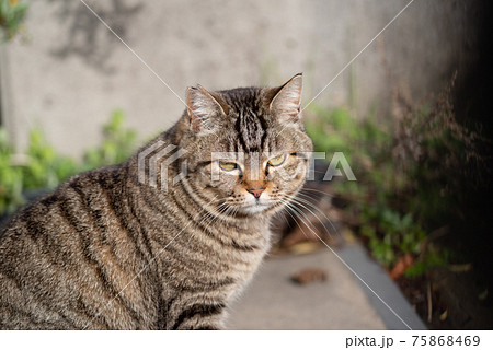 見つめる猫 75868469