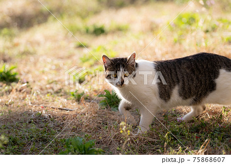 歩く猫の写真素材