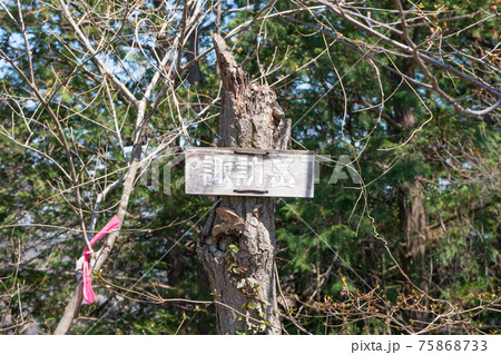 諏訪岳の山頂(唐沢山ハイキングコース) 諏訪岳の山頂(唐沢山ハイキングコース) 75868733