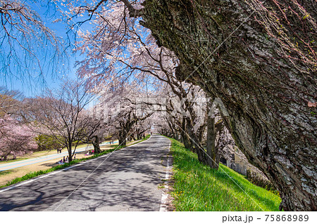 木曽川堤、満開の桜並木〈愛知県一宮市〉 木曽川堤、満開の桜並木〈愛知県一宮市〉 75868989