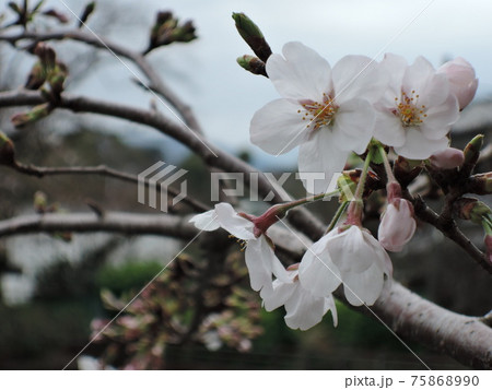 小田原城の桜 小田原城の桜 75868990