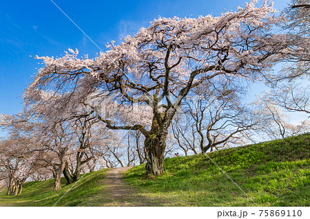 木曽川堤、満開の桜並木〈愛知県一宮市〉 75869110