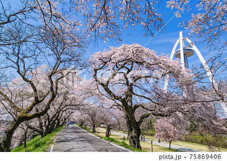 木曽川堤、満開の桜並木〈愛知県一宮市〉 75869406
