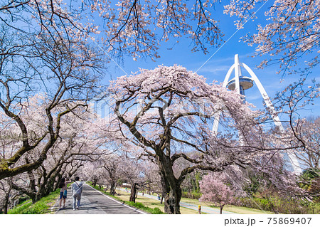 木曽川堤、満開の桜並木〈愛知県一宮市〉 75869407