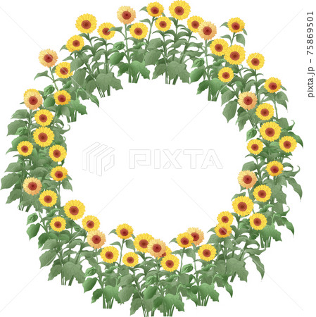 ヒマワリの輪 75869501