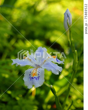 日蔭に咲く花 薄いブルーのシャガ の写真素材