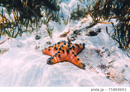 Starfish and sea weed underwater in tropical sea. Starfish and sea weed underwater in tropical sea. 75869601