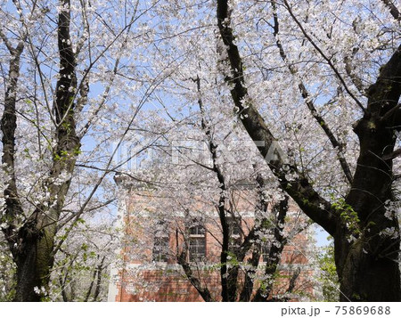 満開の桜の向こうに見える第五高等学校の化学実験場 (熊本大学黒髪キャンパス) 満開の桜の向こうに見える第五高等学校の化学実験場 (熊本大学黒髪キャンパス) 75869688