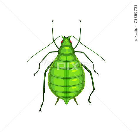 Aphid, insect parasite bug pest control, greenfly Aphid, insect parasite bug pest control, greenfly 75869755