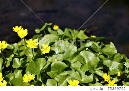 水辺の植物・リュウキンカ 75869792
