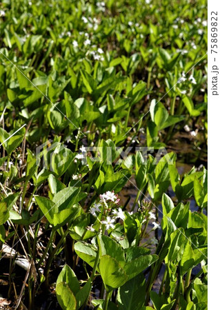 花言葉は「私は表現する」・ミツガシワ 75869822