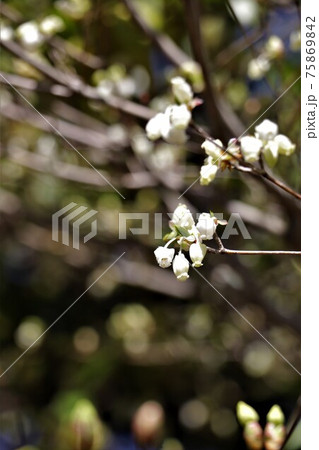 釣鐘状の白い花・ドウダンツツジ 釣鐘状の白い花・ドウダンツツジ 75869842