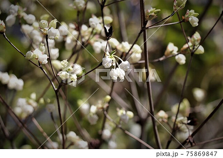 釣鐘状の白い花・ドウダンツツジ 75869847