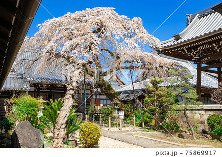 圓明寺、満開のシダレザクラ〈愛知県犬山市〉 圓明寺、満開のシダレザクラ〈愛知県犬山市〉 75869917