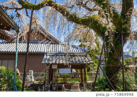 圓明寺、満開のシダレザクラ〈愛知県犬山市〉 圓明寺、満開のシダレザクラ〈愛知県犬山市〉 75869998