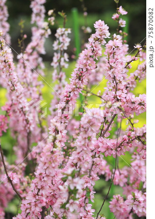 満開の桜桃(ユスラウメ) 満開の桜桃(ユスラウメ) 75870082