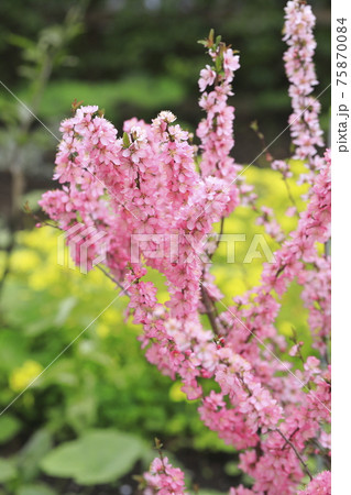 満開の桜桃(ユスラウメ) 満開の桜桃(ユスラウメ) 75870084