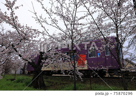嵐電　桜のトンネル 75870296