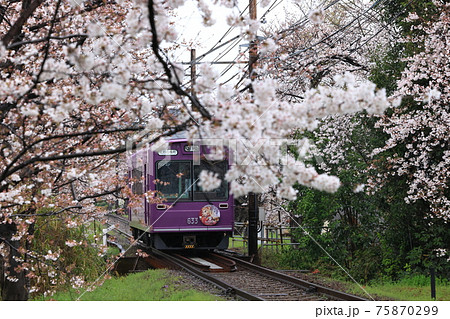 嵐電 桜のトンネル 嵐電 桜のトンネル 75870299