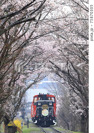 嵯峨野トロッコ列車　桜のトンネル 75870305