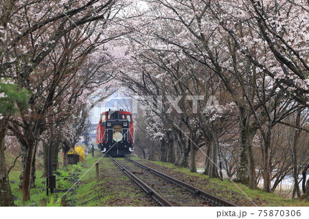 嵯峨野トロッコ列車　桜のトンネル 75870306