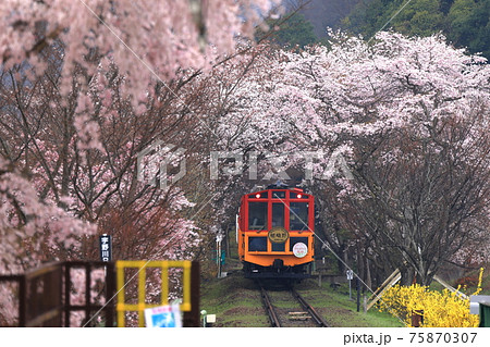 嵯峨野トロッコ列車　桜のトンネル 75870307