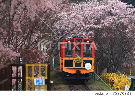 嵯峨野トロッコ列車　桜のトンネル 75870333