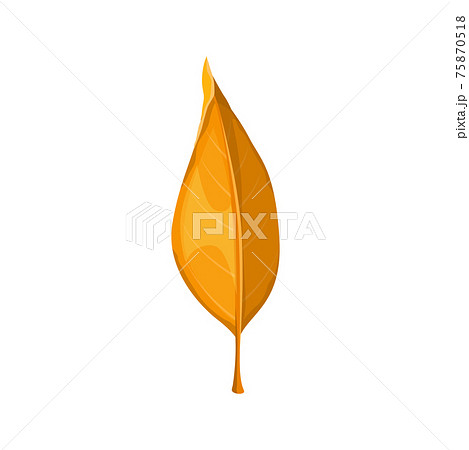 Autumn leaf yellow, fall isolated orange leaves 75870518