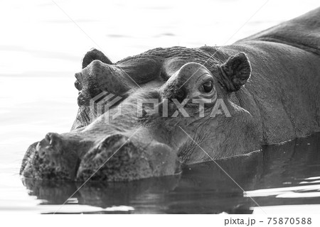 Hippopotamus , Kruger National Park , Africa 75870588