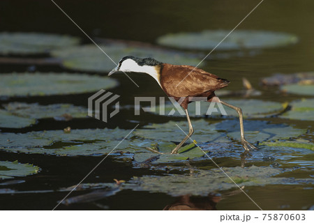 African jacana African jacana 75870603
