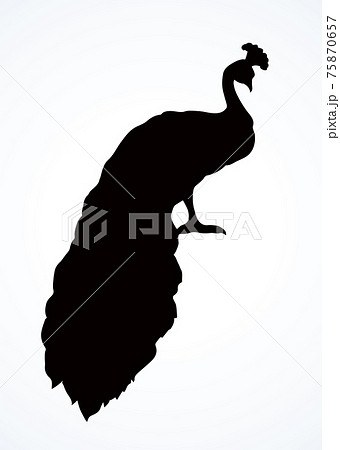 A beautiful peacock sit on the tree. Vector drawing 75870657