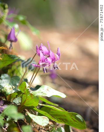 角田山 登山道脇のカタクリの花の写真素材