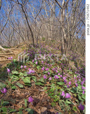 角田山のカタクリ群生地 角田山のカタクリ群生地 75871462